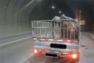 一头猪掉下车 在南山隧道高速上引发交通事故