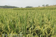 航天玉米稻大米！含多种微量元素蛋白质，是三高的福音！