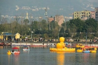 汉丰湖来了一只大黄鸭，一群小黄鸭……