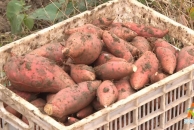 开州区36万亩红薯喜获丰收！村民甜蜜致富