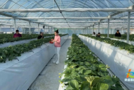 开州的小伙伴有福了，最新无土栽培草莓新鲜上市！