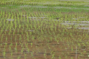开州42万亩水稻插秧忙 新技术推动插秧“高效率”