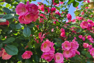 五一出游攻略：一起游开州，打卡盛山植物园玫瑰花海！