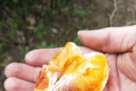 开州发现了一家特别好吃的血橙，还可以自己去动手摘赶紧来哟